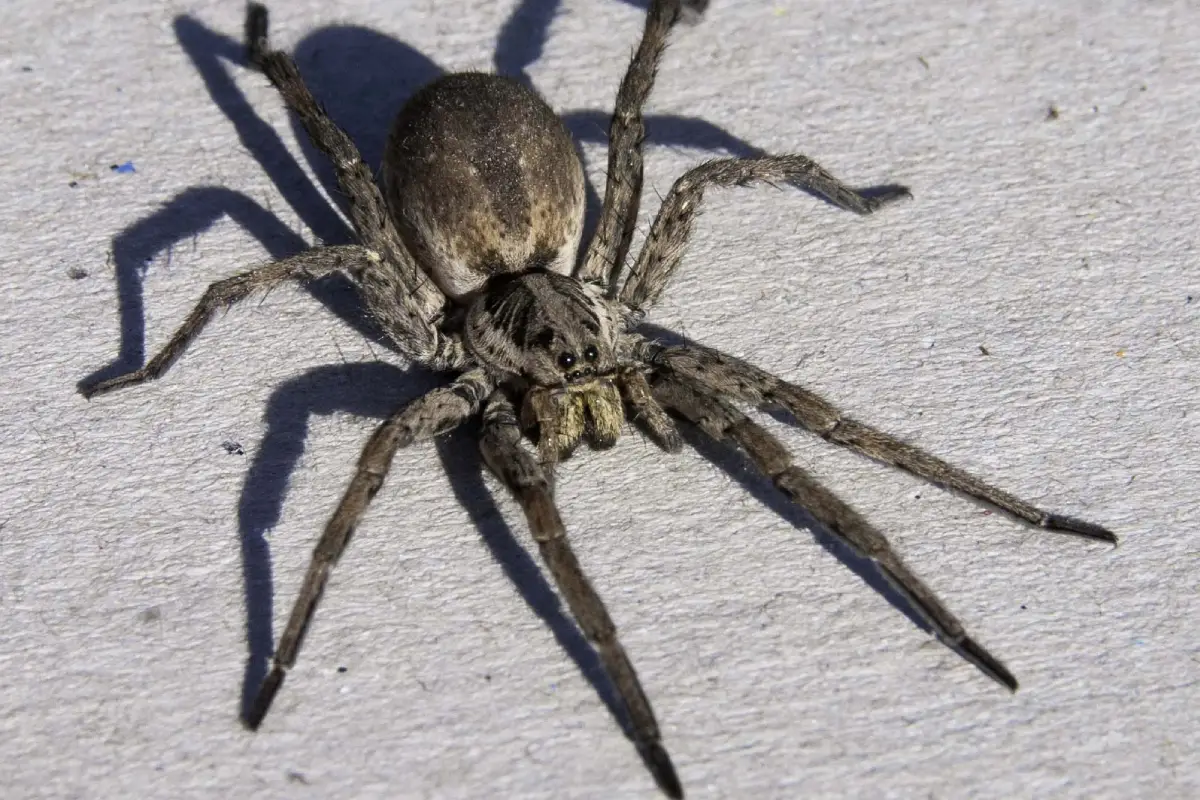 Örümcek İlaçlama