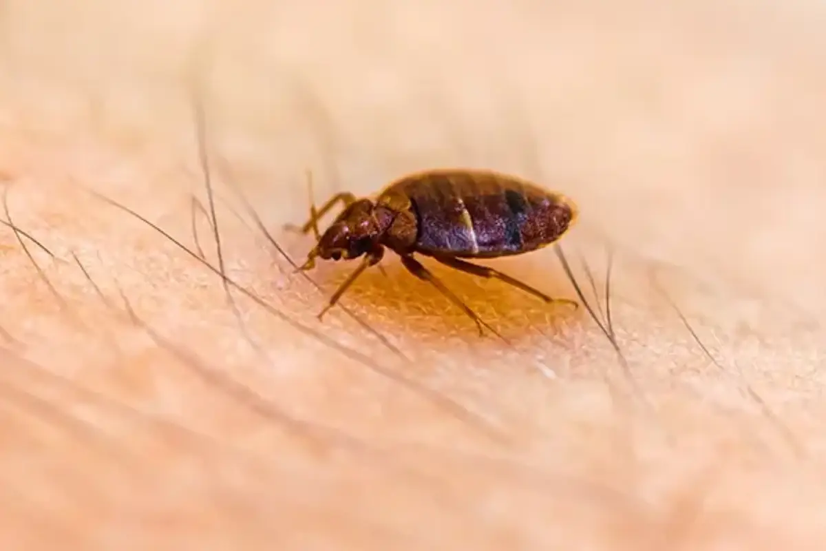 Tahta Kurusu İlaçlama